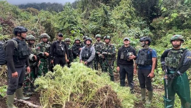 
 TNI Temukan 4 Kebun Ganja di Pegunungan Bintang Papua, 297 Batang Diamankan