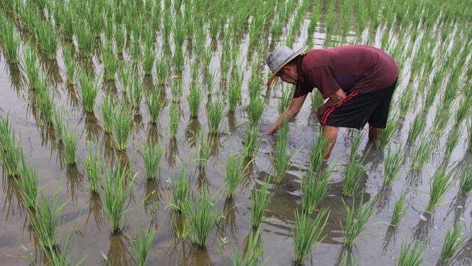 
 Harga Pupuk Bersubsidi Turun 20 Persen, Ribuan Petani Langsung Tebus di Kios