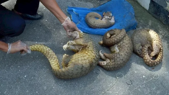 
 Polda Riau Tangkap Zulfikar, Terduga Pelaku Perdagangan 30 Kilogram Sisik Trenggiling di Rohil