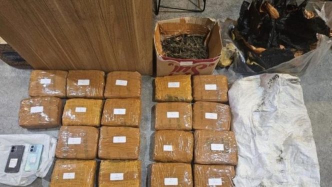
 Polda Metro Jaya Sita 18,8 Kg Ganja di Jakarta Barat, Satu Tersangka Ditangkap